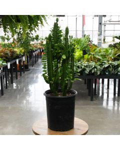 Euphorbia Trigona 'African Milk Tree'