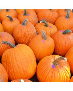 Pumpkins, Extra Large