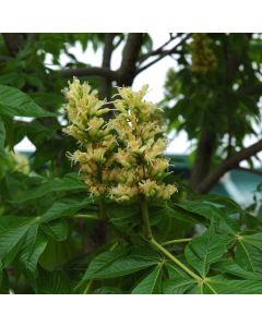 Aesculus, Arnold Buckeye 'Autumn Splendor' (Large Sizes)