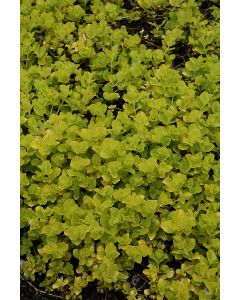 Lysimachia, Creeping Jenny 'Golden'