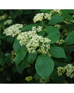 Cornus, Pagoda Dogwood (Large Sizes)