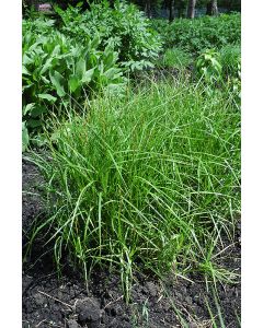Carex, Palm Sedge 'Minnesota Native'