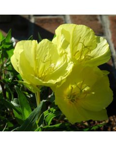 Oenothera, Evening Primrose 'Ozark Sundrops'