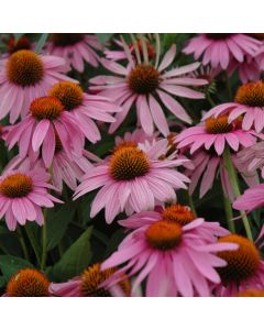 Echinacea, Purple Coneflower 'Magnus'