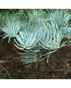 Abies, White Fir (Large Sizes)