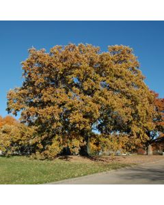 Quercus, Bur Oak (Large Sizes)