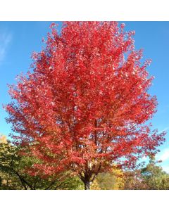 Acer, Freeman Maple 'Autumn Blaze®' (Large Sizes)