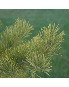 Pinus, Scotch Pine (Large Sizes)