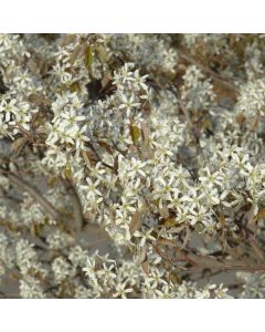 Amelanchier, Shadblow Serviceberry