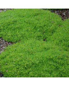 Sagina, Irish Moss
