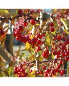 Malus, Flowering Crabapple 'Red Jewel™' (Large Sizes)