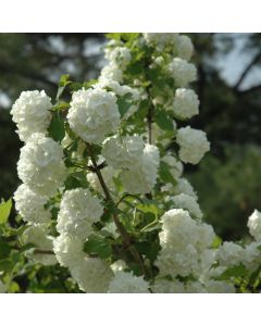Viburnum, Guelder Rose 'Common Snowball'