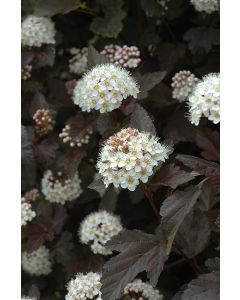 Physocarpus, Ninebark Tree 'Diabolo®'