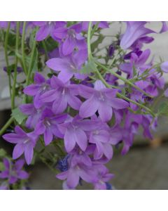 Campanula, Bellflower 'Birch Hybrid'