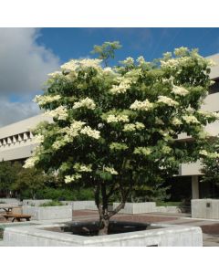 Syringa, Japanese Lilac Tree 'Ivory Silk®' (Large Sizes)