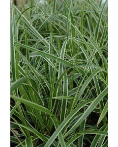 Carex, Japanese Sedge 'Ice Dance'