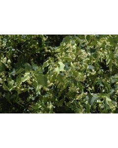 Tilia, Littleleaf Linden 'Greenspire™'