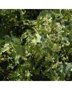 Tilia, Littleleaf Linden 'Greenspire™' (Large Sizes)