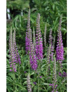 Veronica, Garden Speedwell 'Eveline'