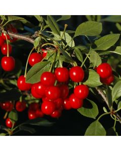 Prunus, Cherry 'Bali'
