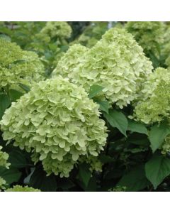 Hydrangea, Panicle 'Limelight Prime®'