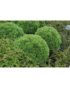 Thuja, Arborvitae 'Little Giant'