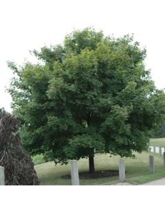 Acer, Norway Maple 'Emerald Lustre®' (Large Sizes)