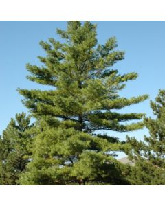 Pinus, Eastern White Pine (Large Sizes)