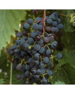 Vitis, Red Grape 'Frontenac™'