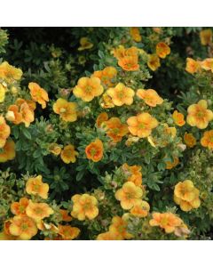 Potentilla, Shrubby Cinquefoil 'Mango Tango™'
