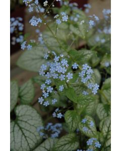 Brunnera, False Forget-Me-Not 'Jack Frost'