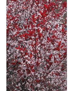 Prunus, Cherry Purpleleaf Sandcherry Tree