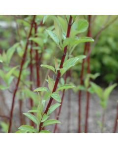 Cornus, Red Twig Dogwood 'Alleman’s Compact'