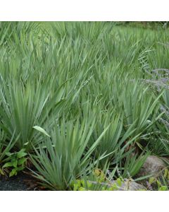Yucca, 'Adam’s Needle'