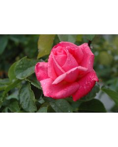 Rosa, Tea Rose 'All My Loving™'