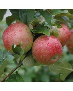 Malus, Fruiting Apple 'Sweet Sixteen'