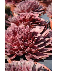 Sempervivum, Hen and Chicks 'Royal Ruby'