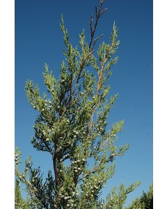 Juniperus, Chinese Juniper 'Hetz Green'