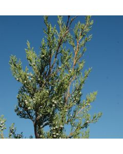 Juniperus, Chinese Juniper 'Hetz Columnar' (Large Sizes)