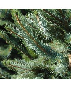 Picea, Serbian Spruce 'Bruns'