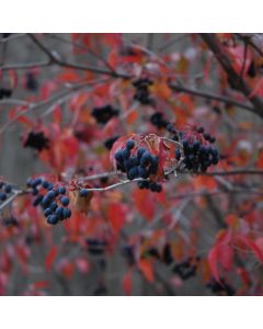 Viburnum, Nannyberry Tree (Large Sizes)