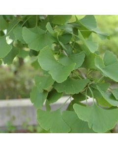 Ginkgo, 'Magyar' (Large Sizes)