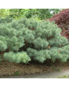 Pinus, Eastern White Pine 'Dwarf'