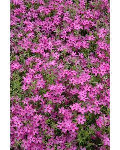 Phlox, Creeping 'Crimson Beauty'
