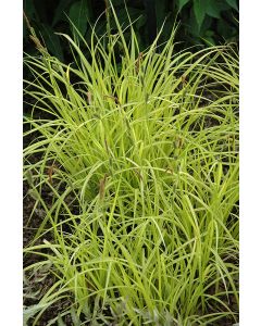 Carex Aurea 'Golden Sedge'