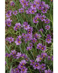 Sisyrinchium, Blue-Eyed Grass 'Lucerne'