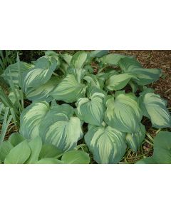 Hosta, Blue-White Leaf 'Guardian Angel'