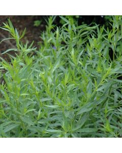 Artemisia, French Tarragon