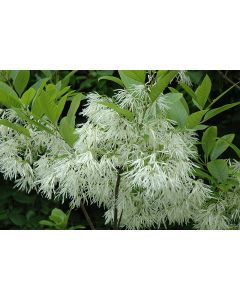 Chionanthus, White Fringetree 