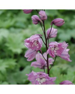 Delphinium, Candle Larkspur Magic Fountain 'Lilac Pink'